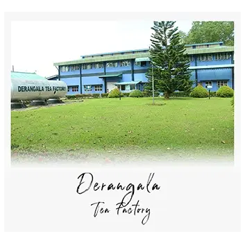 Derangala
