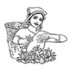 PLUCKING