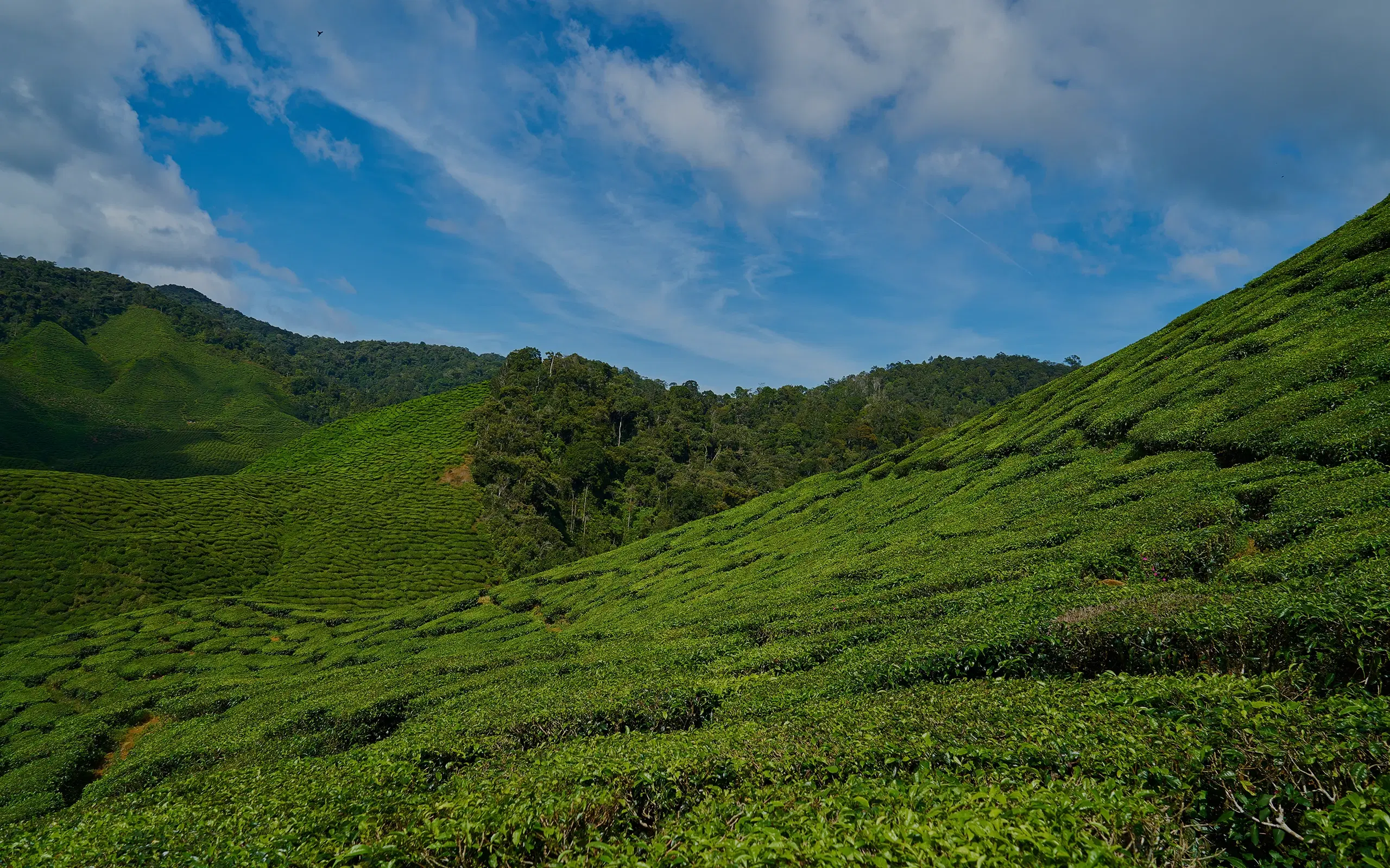 Derangala