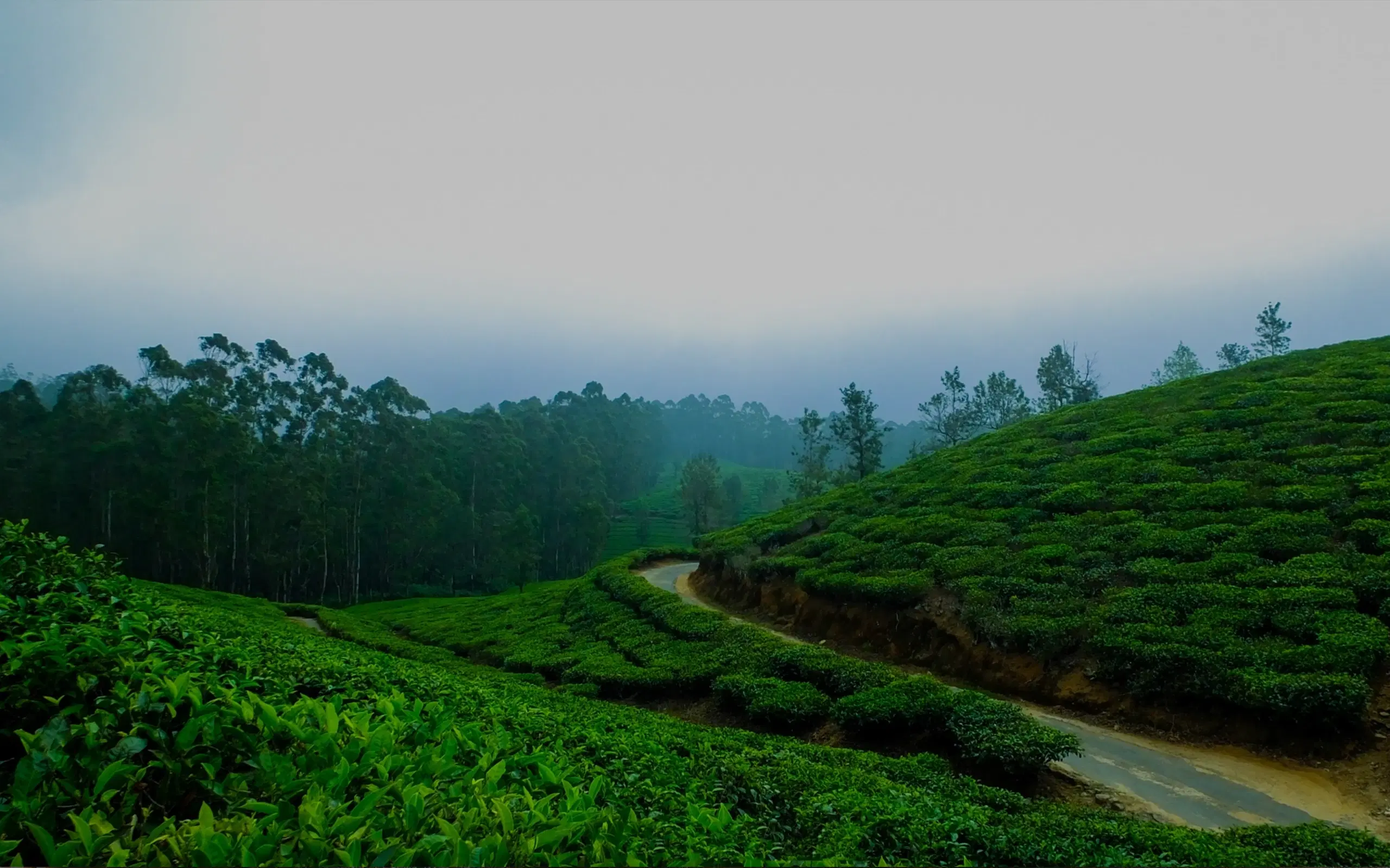 Hiniduma Hills Tea Factory